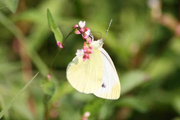 alcune farfalle da confermare ID